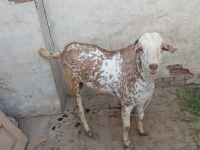 Mashallah - Beautiful Donda Bakra for Sale (1.5 Year Age)