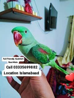 Hand Tamed Full Friendly Kashmiri Raw Male Parrot Jumbo Size