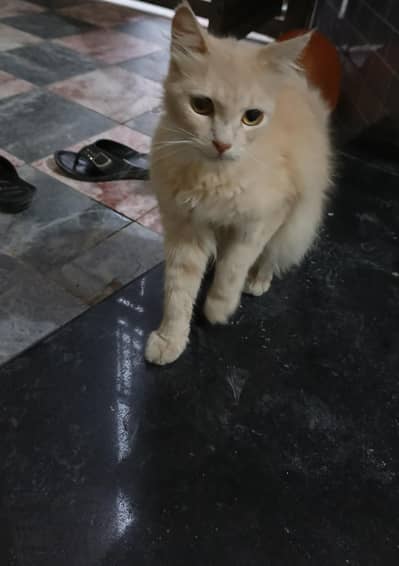 Persian cat