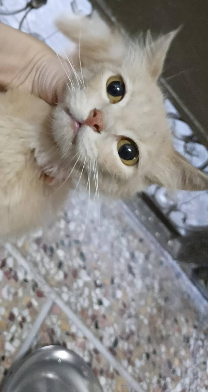 Persian cat 1