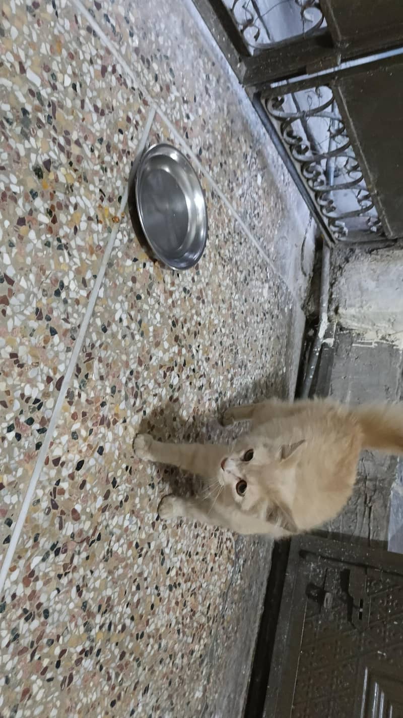 Persian cat 2