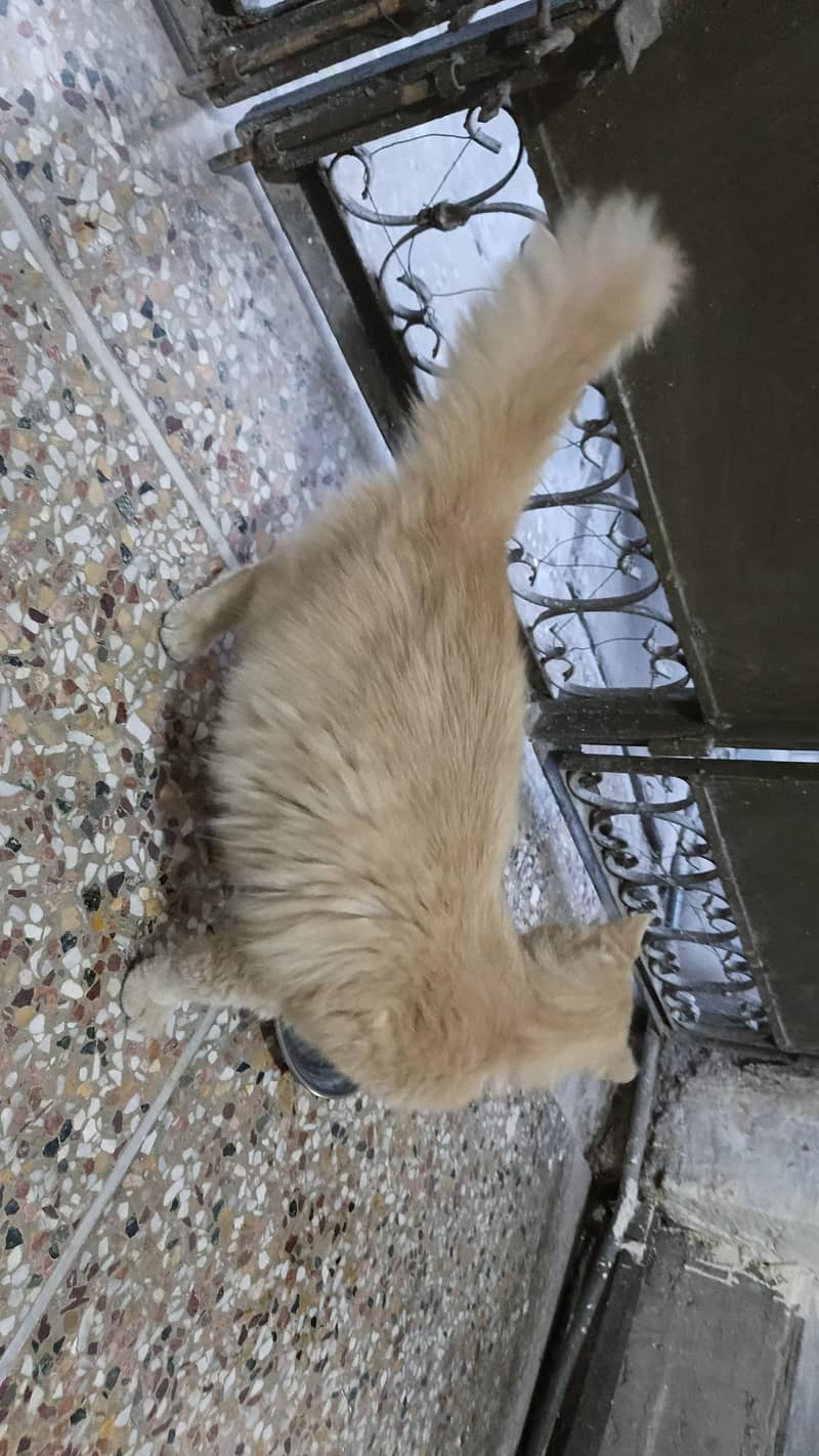 Persian cat 3