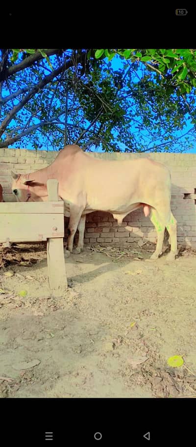 bull 3 year age