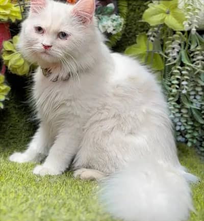 persian cat for sale