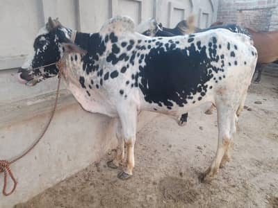 Qurbani k lye Wacha/ bull for sale
