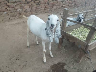qurabani bakra for sale 1650 per kg