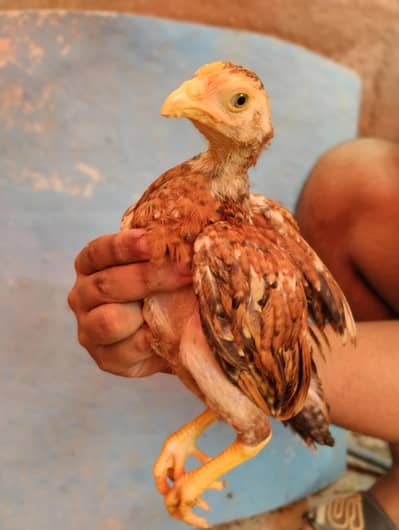 Aseel chicks for sale