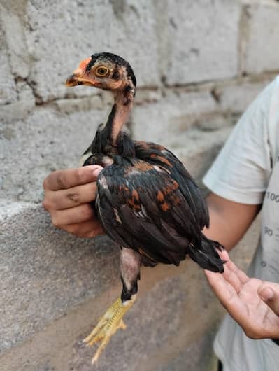 Aseel chicks for sale