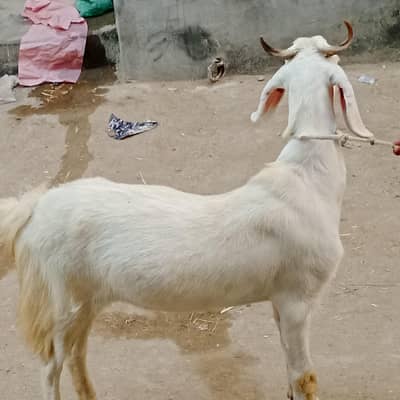 bakri sell 2 dant gher kibpali hoi