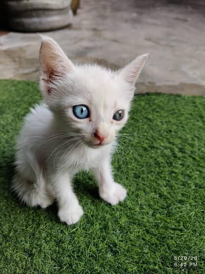 Persian cat baby for sale