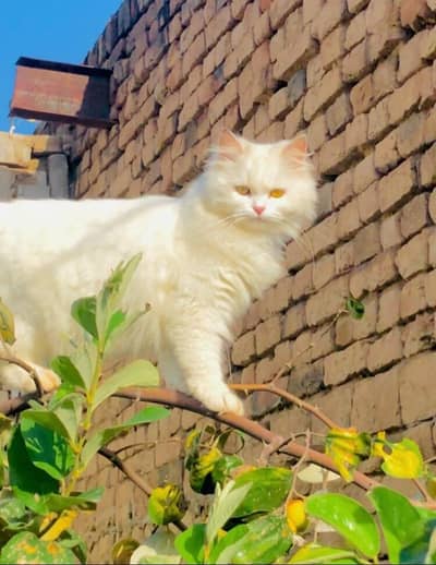 persian cat for sale MywatsapppNumber0348-55-58-176