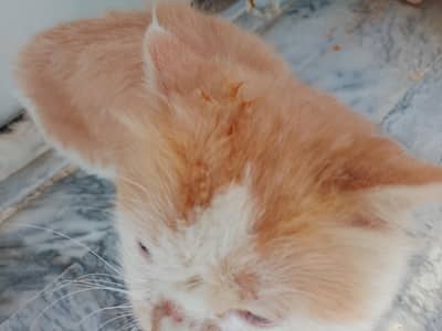 persian cat for sale bcz we are shifting to another city