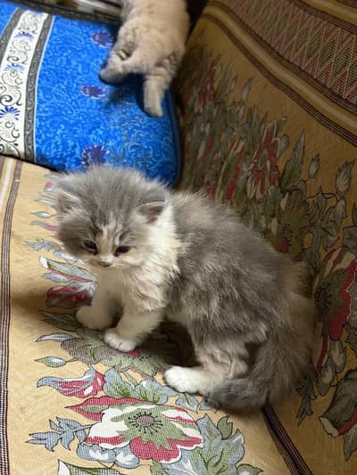 persian cat , Doll face