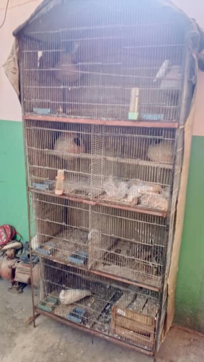 cages and parrot