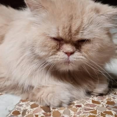 Persian healthy confirm Breeder Cats Pair