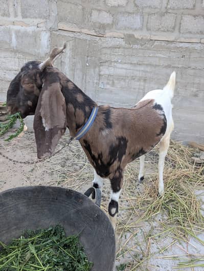 Bakri for sale
