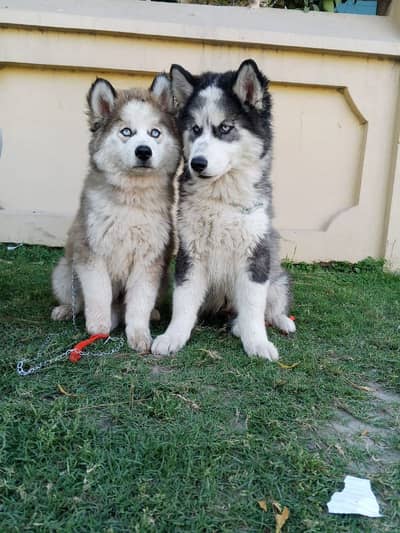 Siberian husky puppies 03098798293 Whatsapp number