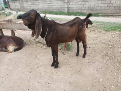 Beetal Bakra | 2 Dant | Qurbani Bakra | بکرا  | Beetal | Goat for sale