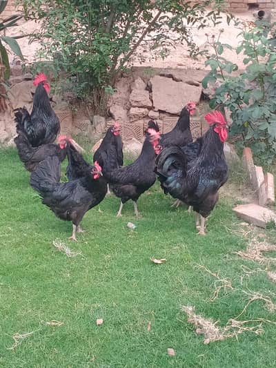 australop,,,bantam,,golden buff