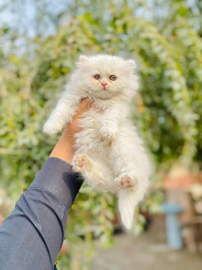 persian cat for sale MywatsapppNumber0348-55-58-176