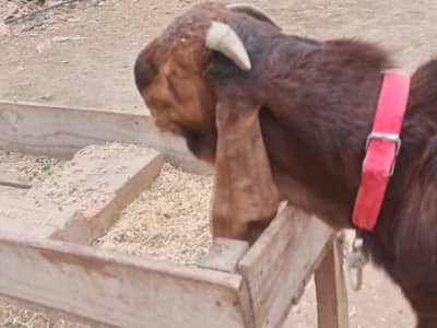 Beetal Bakra | 2 Dant | Qurbani Bakra | بکرا | Beetal | Goat for sale