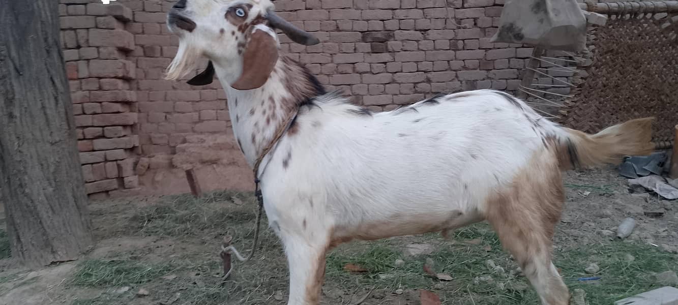 خوبصورت بکرا 1