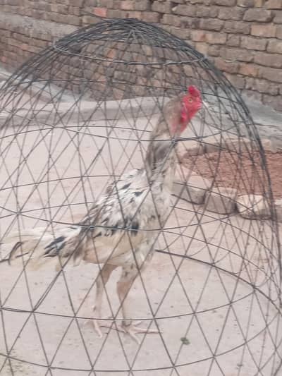 assel murga for sell