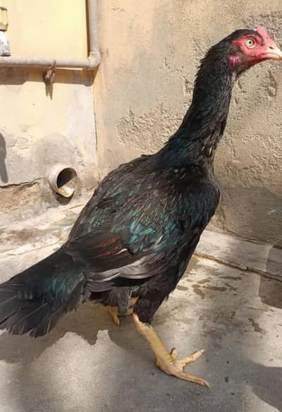 Bengum Aseel / Mianwali Aseel
