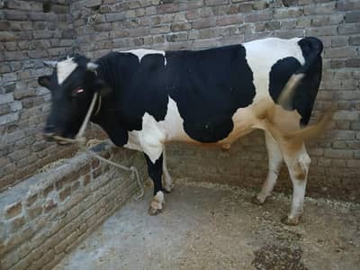 kurbani k liye bull