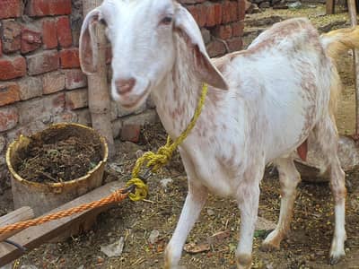 I am seeing female goat . . 2026 qurbani k ly ready