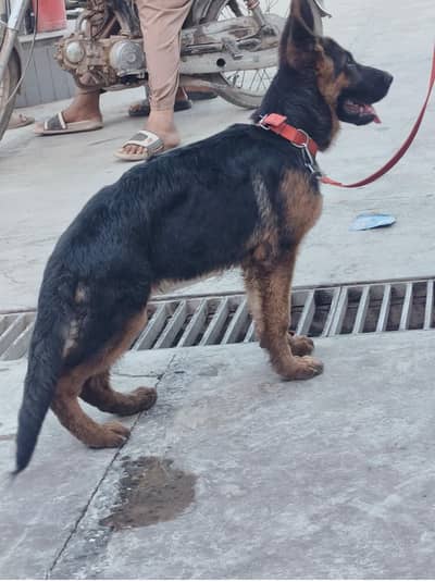 GERMAN SHEPHERD PUPPY | GSD PUPPY \ SHOW CLASS BLOOD LINE