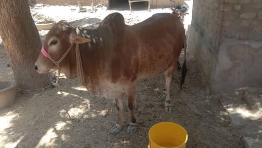 Qurbani cow for sale
