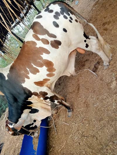 Eid Qurbani Cows for Sale in karachi | Affordable Price from 1.5 lakh