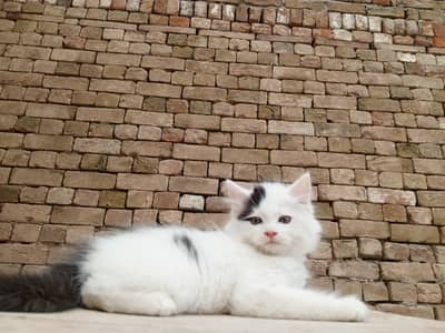 Three 3 Fluffy Healthy Kittens Available