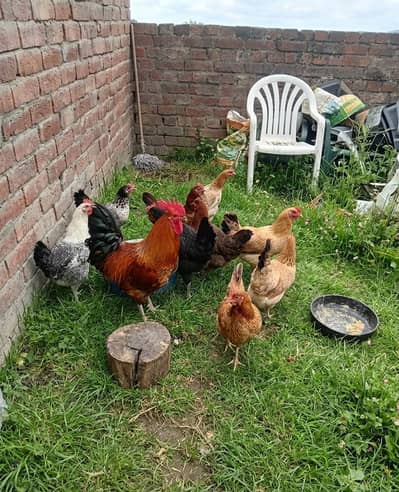 Golden Mishri Hens