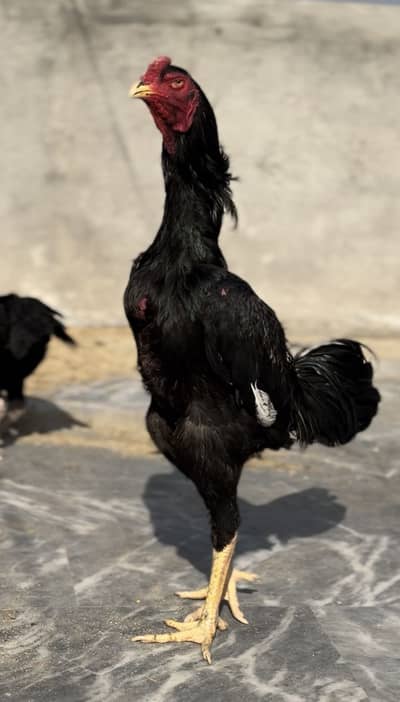 Japanese Shamo Black Colour Game Bird