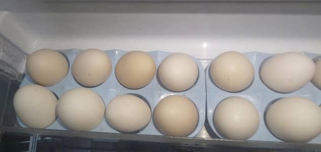  Pure Desi Eggs Available