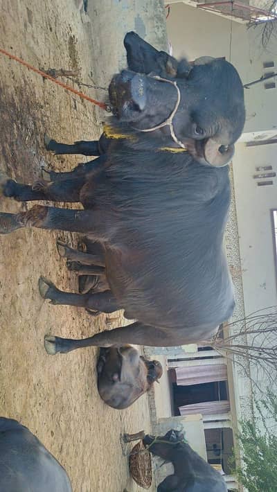 Healthy Male Buffalo