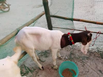 1 for sale
