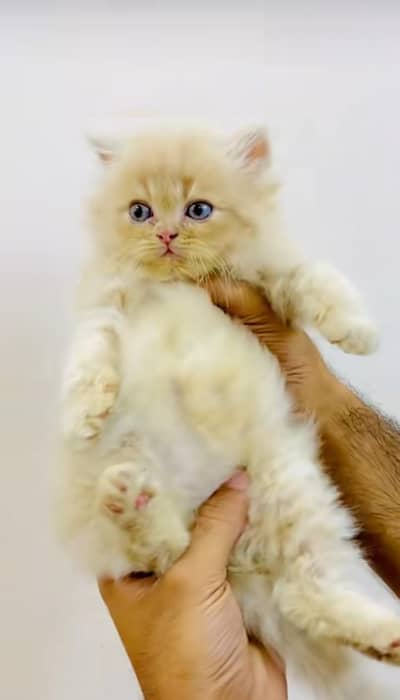 pure Persian cats vaccinated triple coated/WhatsApp 03316360929