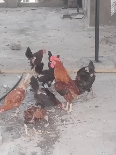 Egg laying Hens