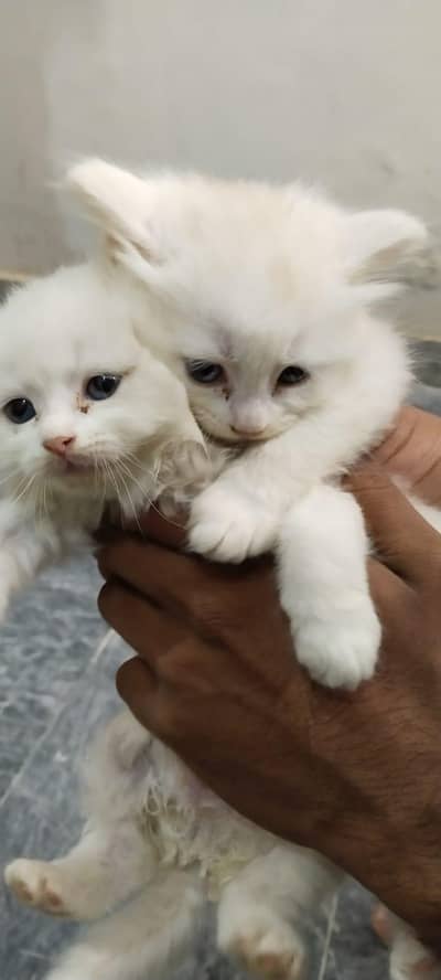 2 Persian Kittens both female for sale Age 40 days Each 5k