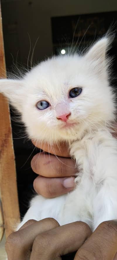 2 Persian Kittens both female for sale Age 2 months Each 5k