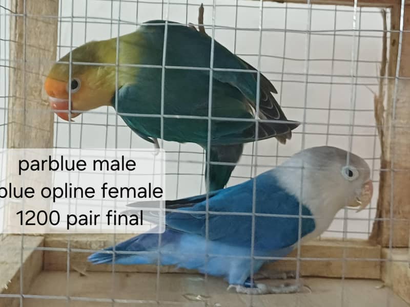 finches 5