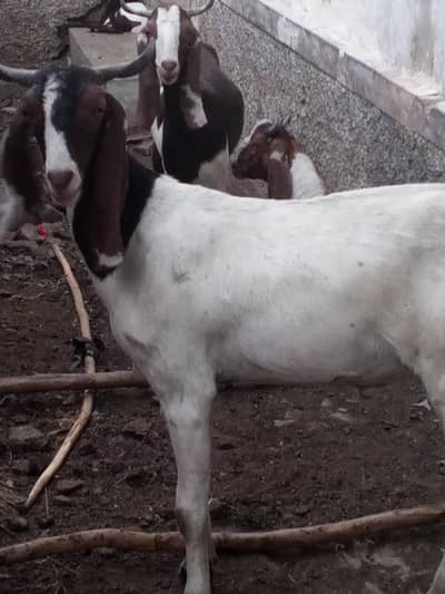 Bakra for sale