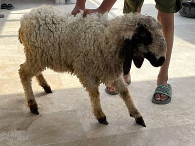 2 daant dumba(sheep)