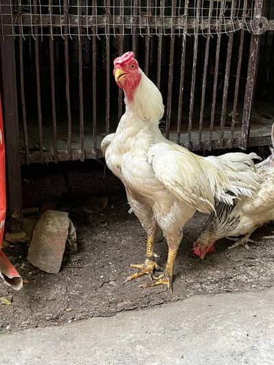 EXCHANGE POSSIBLE with parrots or birds. Healthy and Egg laying Aseel.