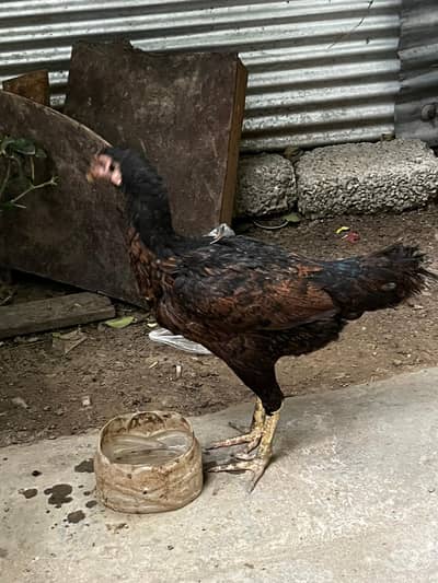 EXCHANGE POSSIBLE with parrots or birds. Healthy and Egg laying Aseel.
