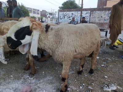 1650 per kg muridke