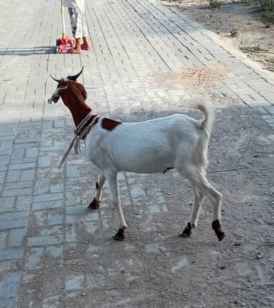 Qurbani kaay Bakray for Sale